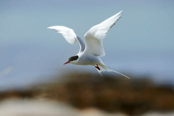 Oiseaux de mer<br>NIKON D4, 500 mm, 1100 ISO,  1/2500 sec,  f : 8 